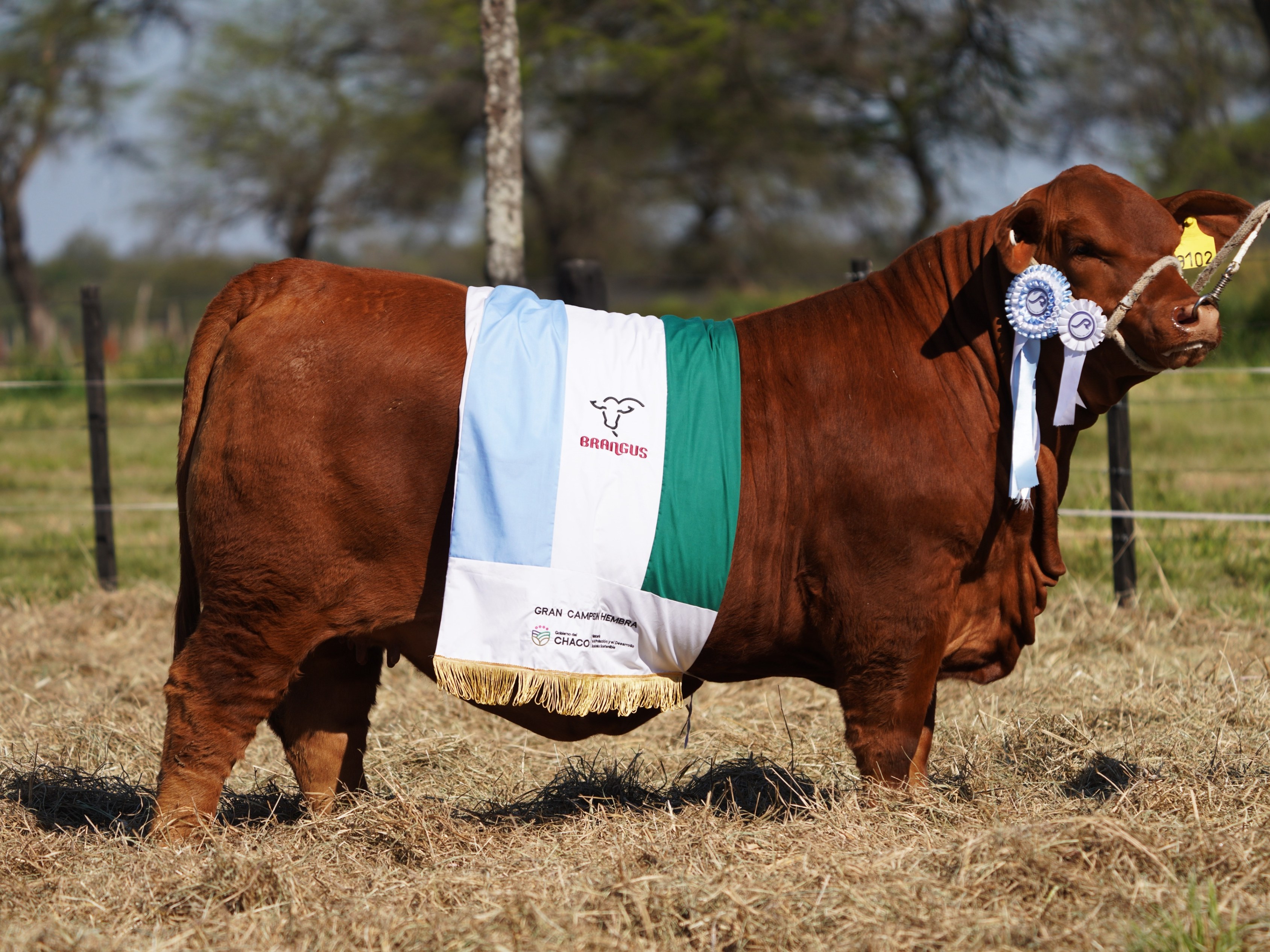 Vaquillona Gran Campeona Hembra de la Expo Margarita Belén, con la bandera de campeona